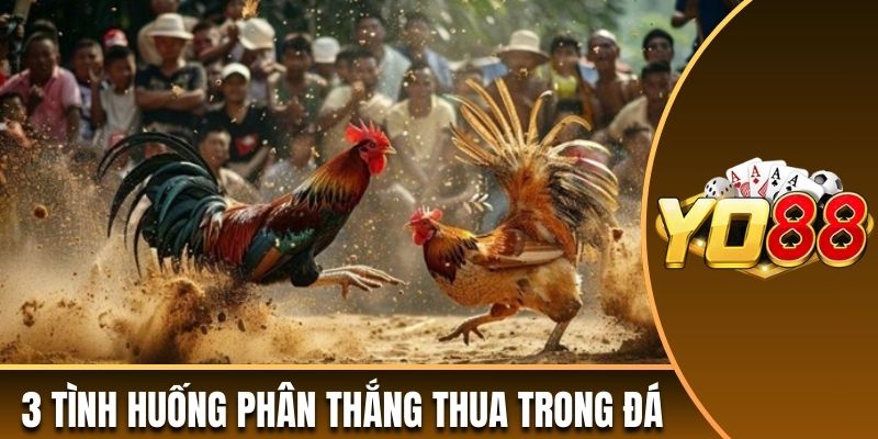 3 tình huống phân thắng thua trong đá gà