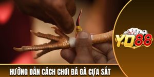 Đá gà cựa sắt