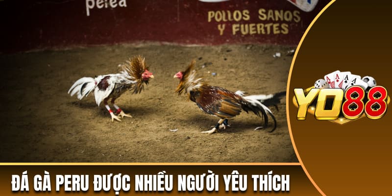 Đá gà Peru được nhiều người yêu thích 