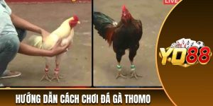 Đá gà Thomo