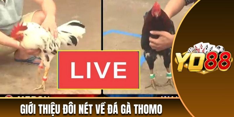 Giới thiệu đôi nét về đá gà Thomo đang được ưa chuộng 