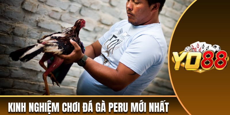 Kinh nghiệm chơi đá gà Peru mới nhất 