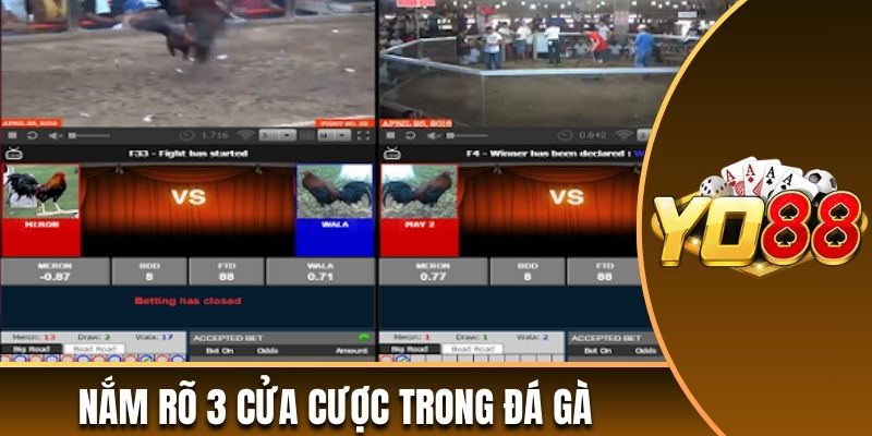 Nắm rõ 3 cửa cược trong đá gà chọi Thomo