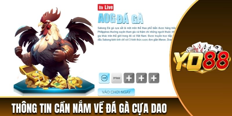 Chi tiết thông tin hội viên cần nắm về đá gà cựa dao 