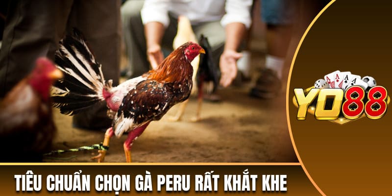 Tiêu chuẩn chọn gà Peru rất khắt khe 